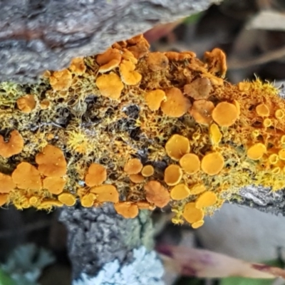 Teloschistes sp. (genus) (A lichen) at Majura, ACT - 15 Sep 2020 by tpreston