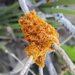 Teloschistes sp. (genus) at Majura, ACT - 16 Sep 2020