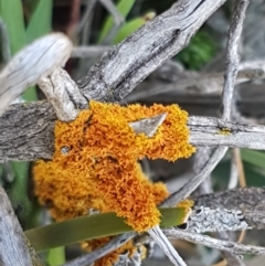 Teloschistes sp. (genus) at Majura, ACT - 16 Sep 2020