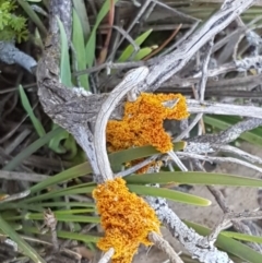 Teloschistes sp. (genus) at Majura, ACT - 16 Sep 2020