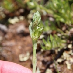 Hymenochilus bicolor (ACT) = Pterostylis bicolor (NSW) (Black-tip Greenhood) at Majura, ACT - 16 Sep 2020 by petersan