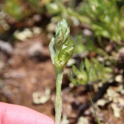 Hymenochilus bicolor (Black-tip Greenhood) at Mount Majura - 16 Sep 2020 by petersan