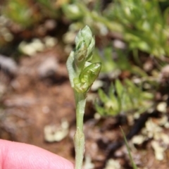 Hymenochilus bicolor (Black-tip greenhood) at Majura, ACT - 16 Sep 2020 by petersan