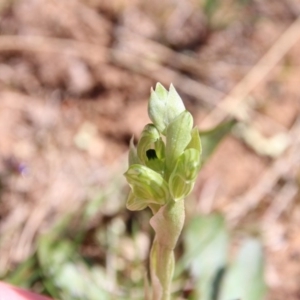 Hymenochilus bicolor (ACT) = Pterostylis bicolor (NSW) at Majura, ACT - 16 Sep 2020