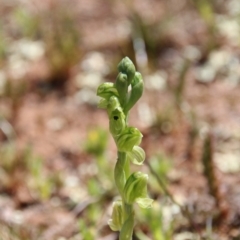 Hymenochilus bicolor (ACT) = Pterostylis bicolor (NSW) at Majura, ACT - suppressed