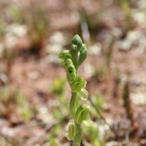 Hymenochilus bicolor (ACT) = Pterostylis bicolor (NSW) at Majura, ACT - suppressed