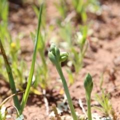 Hymenochilus bicolor (Black-tip Greenhood) at Watson, ACT - 16 Sep 2020 by petersan