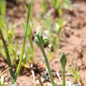 Hymenochilus bicolor (ACT) = Pterostylis bicolor (NSW) at Watson, ACT - suppressed