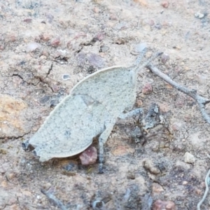 Goniaea sp. (genus) at Majura, ACT - 16 Sep 2020