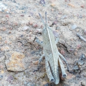 Goniaea sp. (genus) at Majura, ACT - 16 Sep 2020