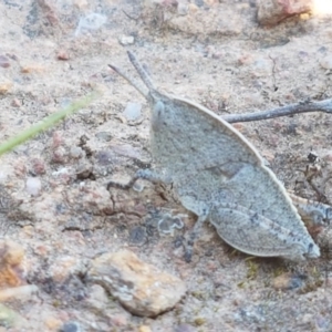 Goniaea sp. (genus) at Majura, ACT - 16 Sep 2020