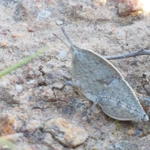 Goniaea sp. (genus) at Majura, ACT - 16 Sep 2020