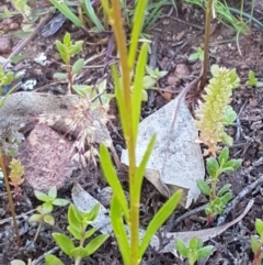 Linaria arvensis at Majura, ACT - 16 Sep 2020