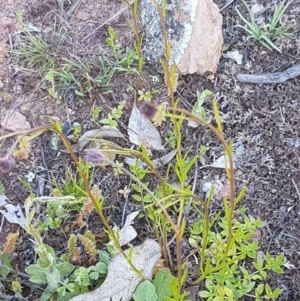 Linaria arvensis at Majura, ACT - 16 Sep 2020