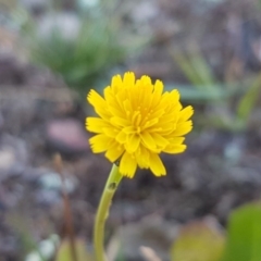 Hypochaeris radicata (Cat's Ear, Flatweed) at Majura, ACT - 15 Sep 2020 by tpreston