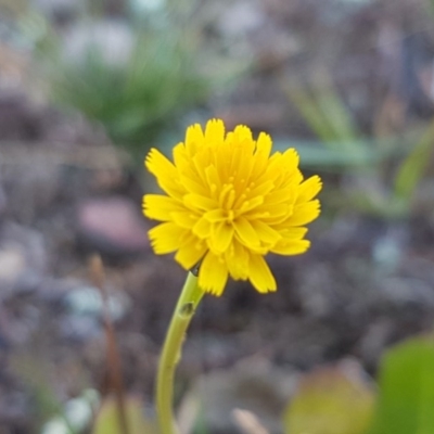 Hypochaeris radicata (Cat's Ear, Flatweed) at Majura, ACT - 16 Sep 2020 by trevorpreston