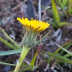 Hypochaeris radicata at Majura, ACT - 16 Sep 2020