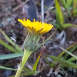 Hypochaeris radicata at Majura, ACT - 16 Sep 2020