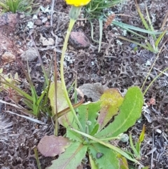 Hypochaeris radicata at Majura, ACT - 16 Sep 2020