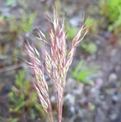 Pentaschistis airoides (False Hairgrass) at Majura, ACT - 15 Sep 2020 by tpreston
