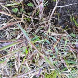 Pentaschistis airoides at Majura, ACT - 16 Sep 2020