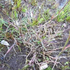 Pentaschistis airoides at Majura, ACT - 16 Sep 2020