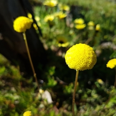 Craspedia variabilis (Common Billy Buttons) at Majura, ACT - 15 Sep 2020 by tpreston