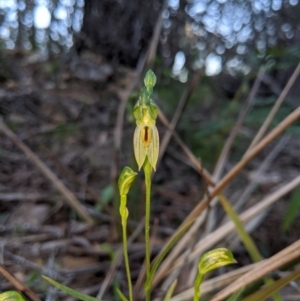 Bunochilus umbrinus (ACT) = Pterostylis umbrina (NSW) at suppressed - suppressed