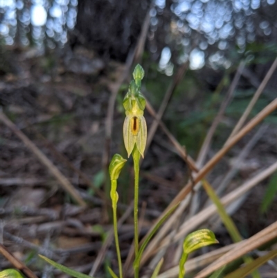 Bunochilus umbrinus (ACT) = Pterostylis umbrina (NSW) (Broad-sepaled Leafy Greenhood) by MattM