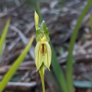 Bunochilus umbrinus (ACT) = Pterostylis umbrina (NSW) at suppressed - suppressed