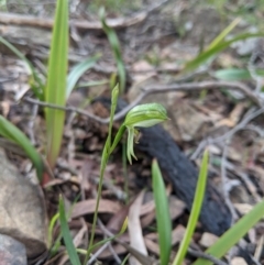 Bunochilus umbrinus (ACT) = Pterostylis umbrina (NSW) at suppressed - suppressed