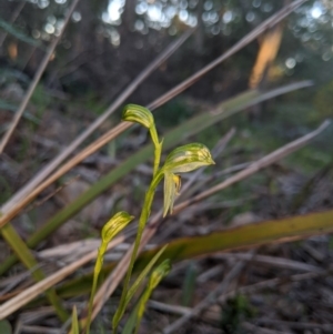 Bunochilus umbrinus (ACT) = Pterostylis umbrina (NSW) at suppressed - suppressed