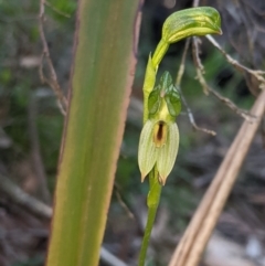 Bunochilus umbrinus (ACT) = Pterostylis umbrina (NSW) at suppressed - suppressed