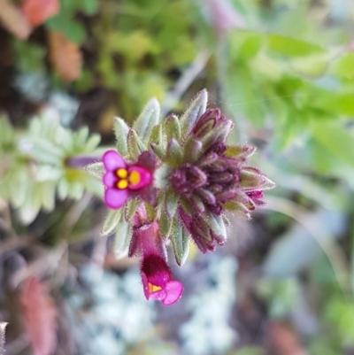 Parentucellia latifolia (Red Bartsia) at Majura, ACT - 15 Sep 2020 by tpreston