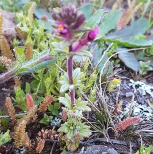 Parentucellia latifolia at Majura, ACT - 16 Sep 2020