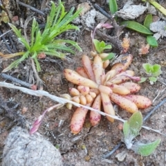 Calandrinia eremaea at Majura, ACT - 16 Sep 2020