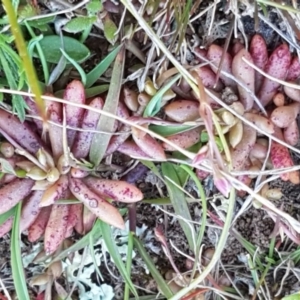 Calandrinia eremaea at Majura, ACT - 16 Sep 2020