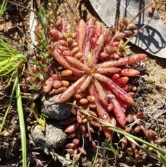 Calandrinia eremaea at Majura, ACT - 16 Sep 2020