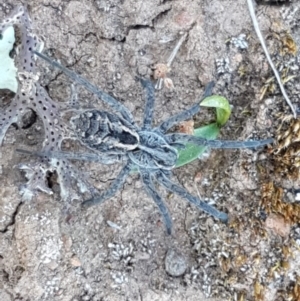 Tasmanicosa sp. (genus) at Majura, ACT - 16 Sep 2020