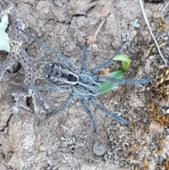 Tasmanicosa sp. (genus) (Unidentified Tasmanicosa wolf spider) at Majura, ACT - 15 Sep 2020 by tpreston