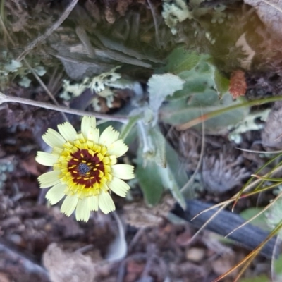 Tolpis barbata (Yellow Hawkweed) at Majura, ACT - 16 Sep 2020 by trevorpreston