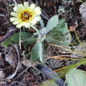 Tolpis barbata at Majura, ACT - 16 Sep 2020