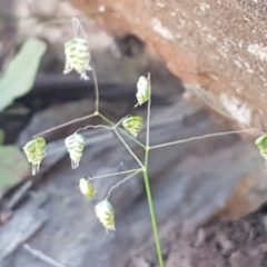 Briza minor (Shivery Grass) at Majura, ACT - 16 Sep 2020 by trevorpreston