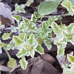 Stuartina muelleri (Spoon Cudweed) at Majura, ACT - 16 Sep 2020 by trevorpreston