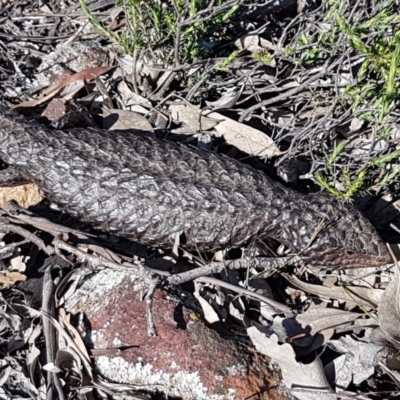 Tiliqua rugosa (Shingleback Lizard) at Majura, ACT - 16 Sep 2020 by trevorpreston