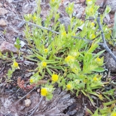 Triptilodiscus pygmaeus at Majura, ACT - 16 Sep 2020