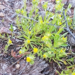 Triptilodiscus pygmaeus at Majura, ACT - 16 Sep 2020