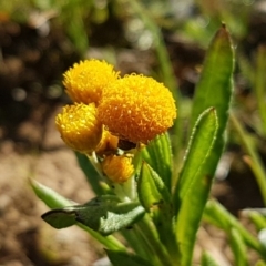 Chrysocephalum apiculatum (Common Everlasting) at Majura, ACT - 16 Sep 2020 by trevorpreston