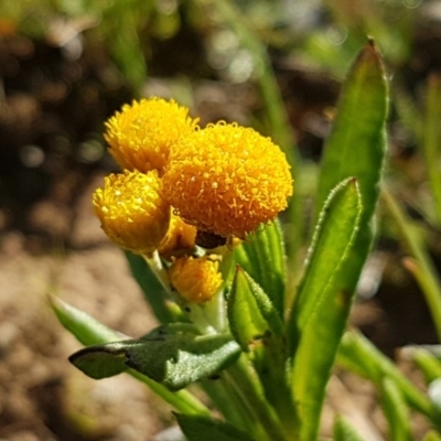 Chrysocephalum apiculatum (Common Everlasting) at Majura, ACT - 16 Sep 2020 by trevorpreston