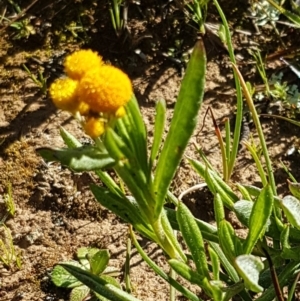 Chrysocephalum apiculatum at Majura, ACT - 16 Sep 2020